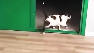 funny cat