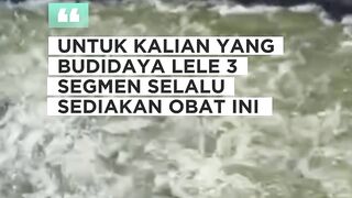 Budidaya lele 3 Segmen sarana prasarana harus lengkap