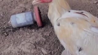 DAFTAR BOSPLAY88 AGEN SABUNG AYAM RESMI TERBESAR AMAN DAN TERPERCAYA