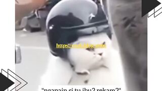 Kucing Naik Sepeda, Tapi Muka Suaminya Kesel Banget!