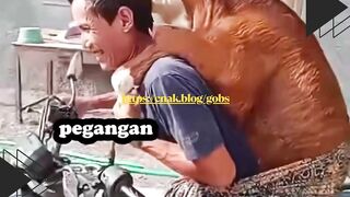 Sapi Naik Motor, Dubbing-nya Bikin Ngakak!