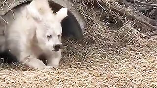 A bear coming out of its hibernation period.