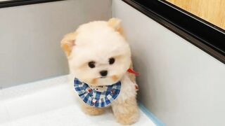 This little Bi Ga is so polite! When asked to sit, he even raised his hand