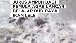 Jurus JITU bagi PEMULA agar lancar belajar budidaya lele