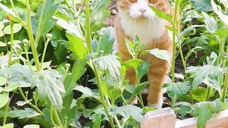 Funny cats