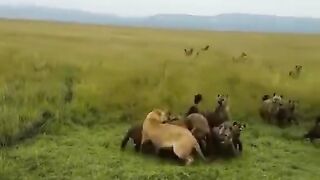 Hyenas chose wrong day to hunt a Lion