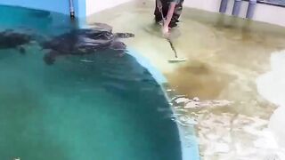 A turtle that wants his shell polished and gets in the way of cleaning.