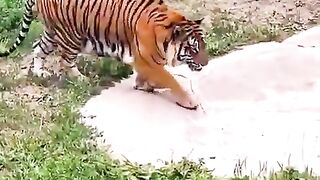 Cats will be cats no matter the size