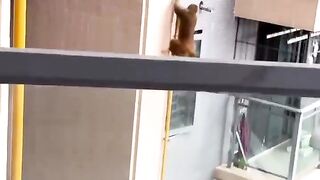 Monkey astonishes residents at a high rise building in south China with his amazing climbing skills.