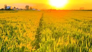 Enjoy the Beauty That God Has Given You