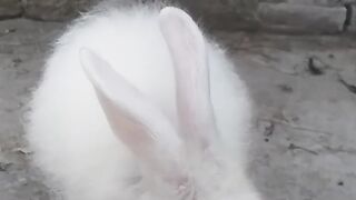 Beautiful rabbit