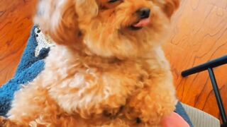 Dancing furry child magic thrille funny puppy