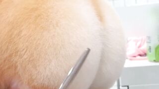 A walking fluffy bread funny  puppy