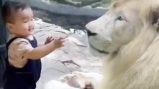 A white lion playing with a small child