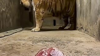 Fresh meat for consumption
