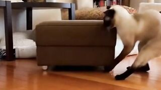 NEVER Give Your Cat a Laser Pointer!  (Funny Cat Mayhem)