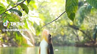 Fish water in play Hawaii five