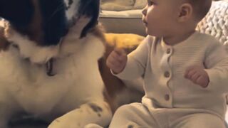 Dogs Protect Babies from Electricity  Unbelievable Instinct!