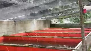 Rumus jumlah TEBAR bibit lele dikolam KOTAK  BULAT untuk PEMULA