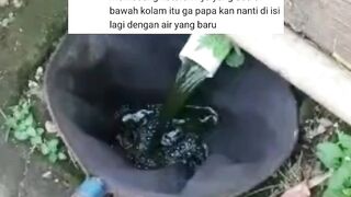 Buang AMONIAK apakah dilakukan setiap HARI