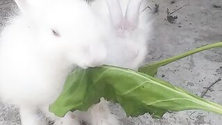 Cute rabbit