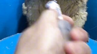 animal