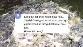 Cara agar air kolam cepat HIJAU setelah diganti TOTAL