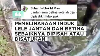 JANTAN  BETINA lele sebaiknya dipisah atau disatukan kolamnya