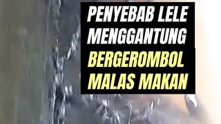 Lele menggantung BERGEROMBOL dan malas makan TERNYATA ini penyebabnya