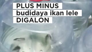 PLUS MINUS budidaya ikan lele DIGALON