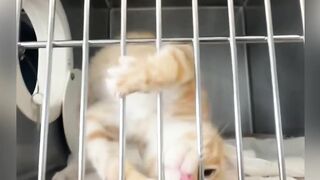 Kitten being cute moments