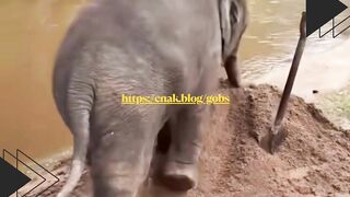 Anak Gajah Main Pasir Dubbing Lucu Bikin Ngakak!