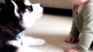 I m curious about the conver station between the husky puppy  and the baby