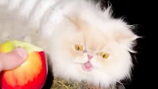 Caterpillar noooooo!