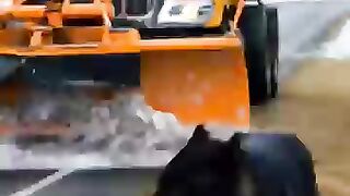 Black Wolf Asks A Man To Help A Bison Calf