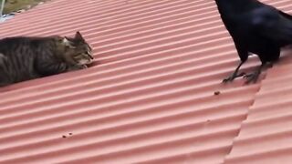 The Cat and the Crow