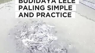 Ini dia budidaya lele paling SIMPLE  PRAKTIS