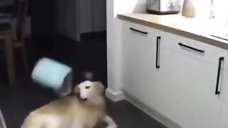 Very smort cat