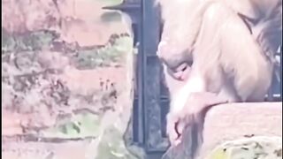 AGEN SITUS SABUNG AYAM ONLINE CLUB388  DAFTAR SABUNG AYAM ONLINE CLUB388