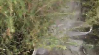 Flowering plant