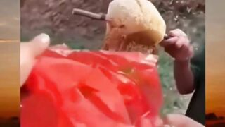 madu asli madu asli