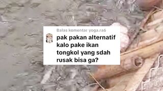 Ini dia pakan ALTERNATIF terbaik dengan PROTEIN tinggi pasti lele cepat BESAR