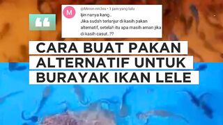 Cara buat pakan ALTERNATIF untuk BURAYAKLarva lele