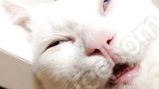 Laugh