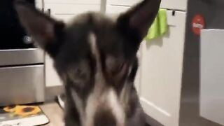 FUNNY moments with pets