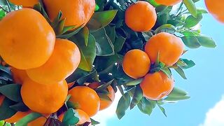 Fresh and juicy