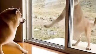 BOSS cat moment