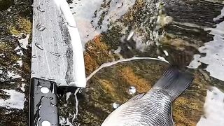 Fish cooking