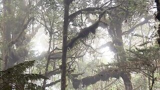 The Beauty of Wild Jungle  Cinematic Nature Shot