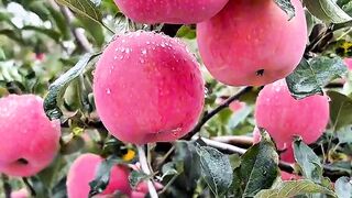 Apple plants that grow well bear perfect fruit